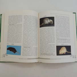 Разведение кроликов и нутрий изд. 1-е "Эксмо" 2001г.. Картинка 6
